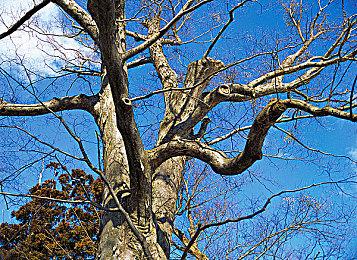 《空洞骑士：丝之歌》科隆展试玩和E3 2019版一样